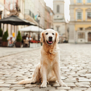 Tour con mascota en Cambados, ruta con perros en las Rías Baixas, agencia de viajes pet friendly en Galicia, visita guiada con mascota Pontevedra.