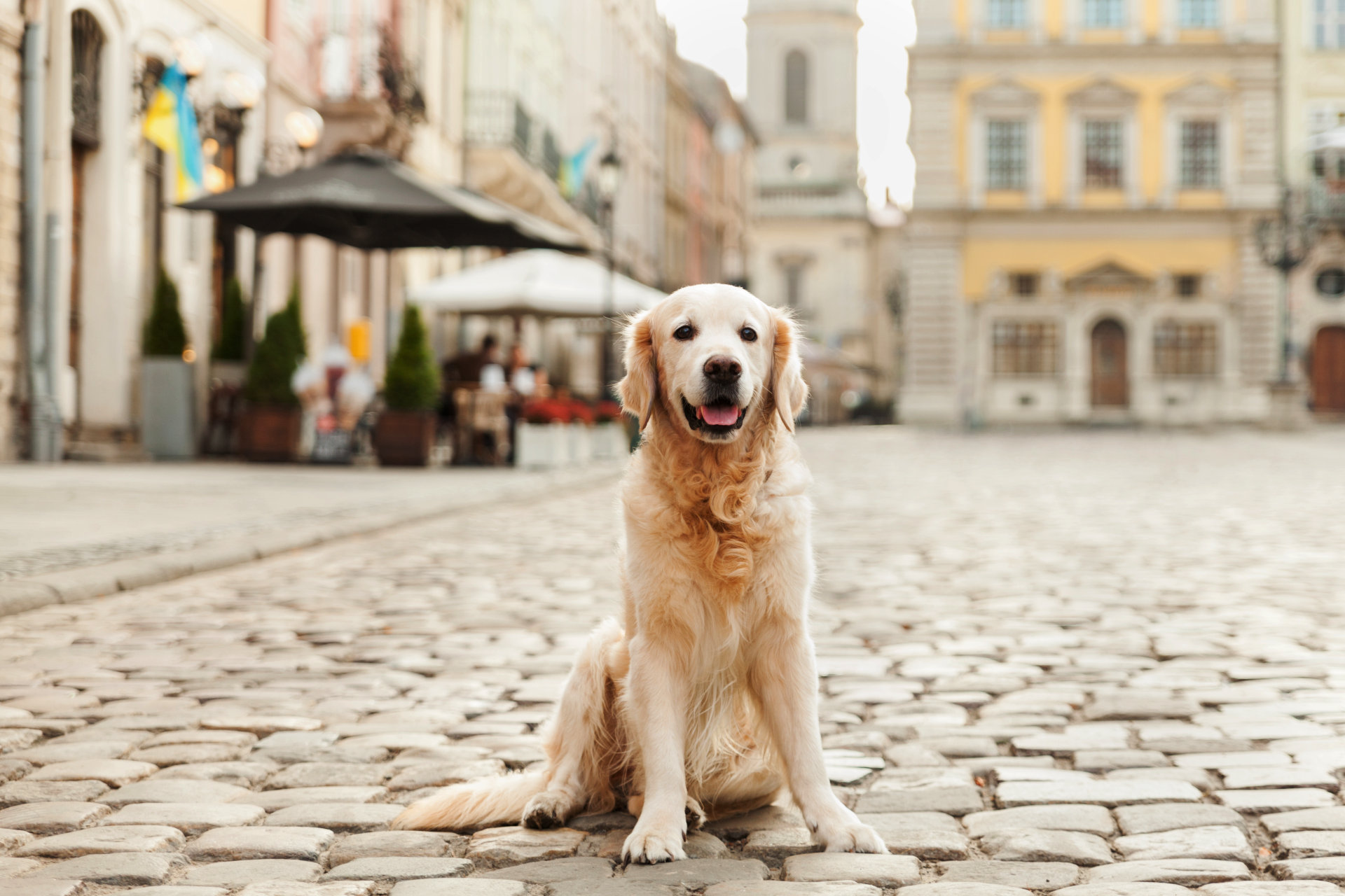 Tour con mascota en Cambados, ruta con perros en las Rías Baixas, agencia de viajes pet friendly en Galicia, visita guiada con mascota Pontevedra.