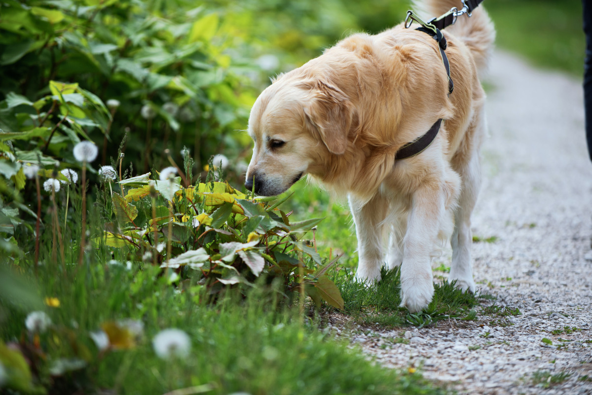 rutas con mascota en las Rías Baixas, visita cultural con perros en Nigran, visita con perro a los pazos de nigran en Pontevedra