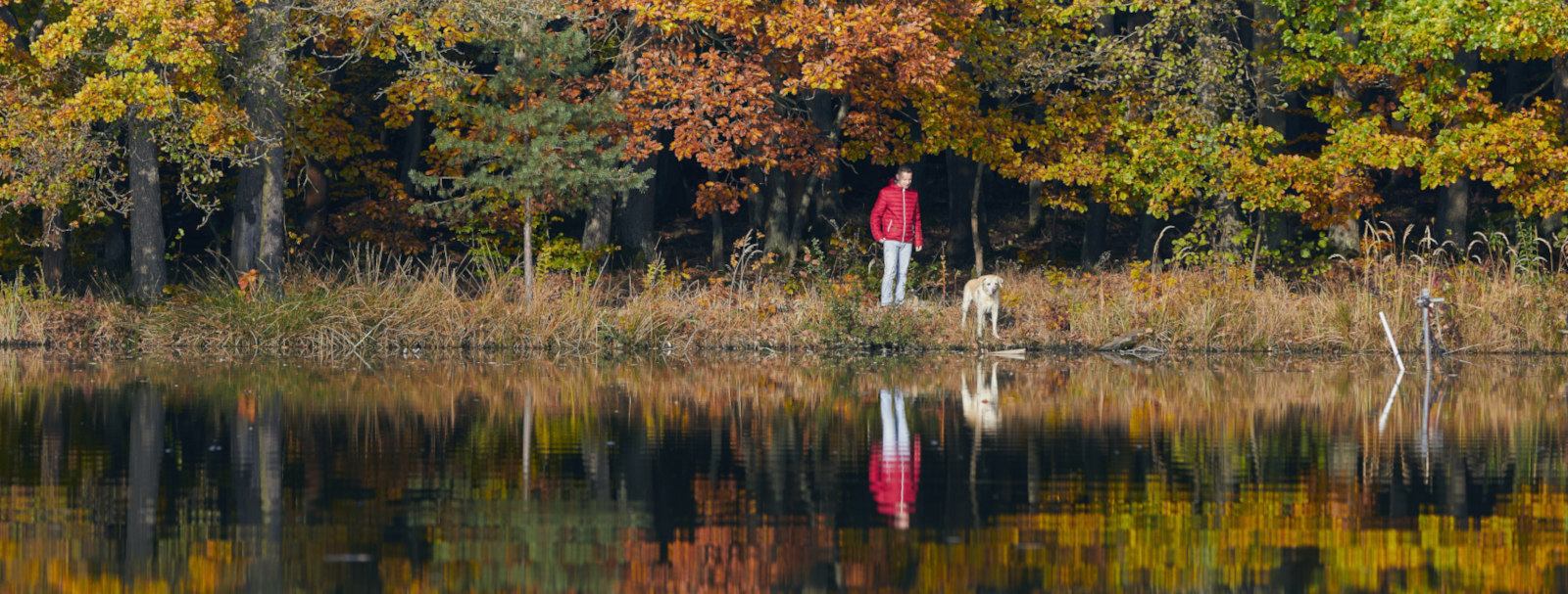Perro disfrutando de una escapada petfriendly por Galicia con su familia — naturaleza, relax y turismo dog friendly con Rekunchos.