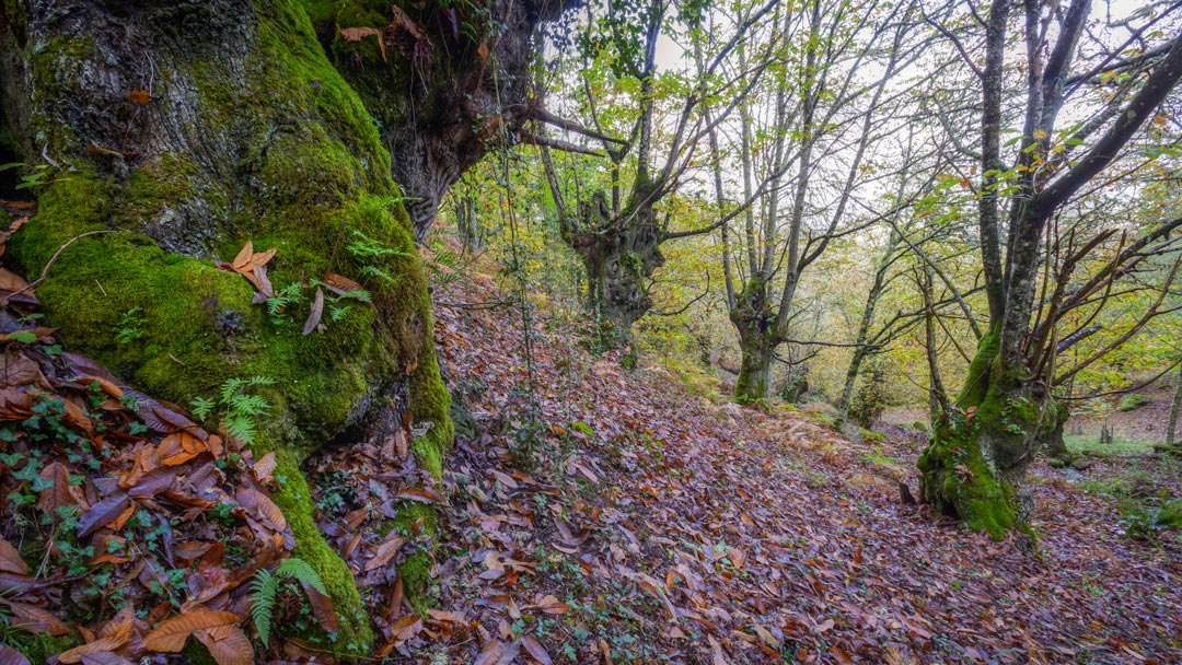 Planes con perro en los bosques Ribeira Sacra, Galicia. Escapada con perro naturaleza Galicia. Ribeira Sacra con mascota.