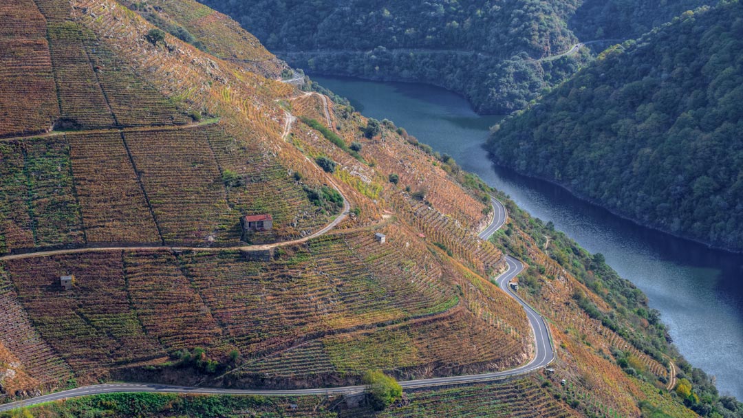 Visita a bodegas con perro en la Ribeira Sacra, excursión y experiencias con perros a la Ribeira Sacra en Lugo en Galicia