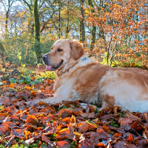 perro descansando en el bosque despues de una ruta por la Ribeira Sacra en Galicia, turimo pet friendly en Ribeira Sacra
