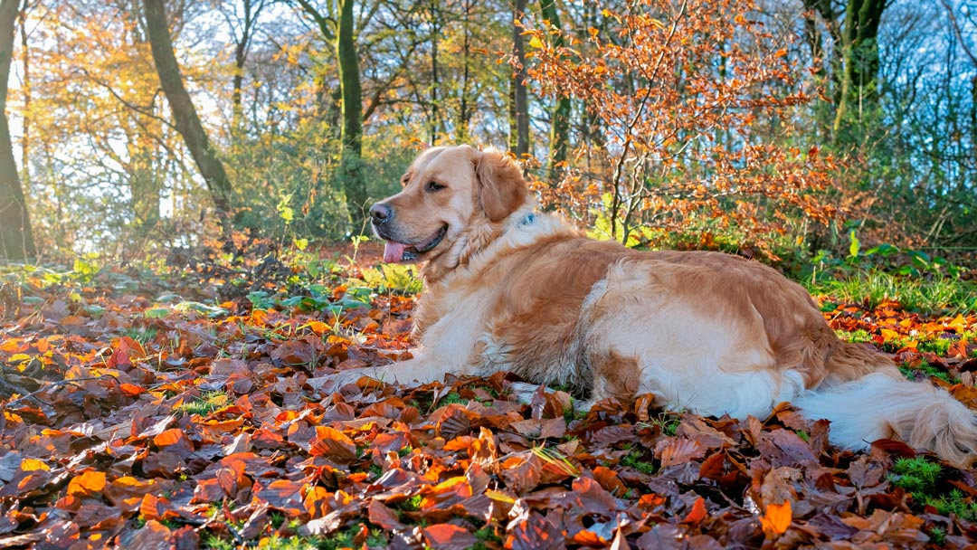 perro descansando en el bosque despues de una ruta por la Ribeira Sacra en Galicia, turimo pet friendly en Ribeira Sacra