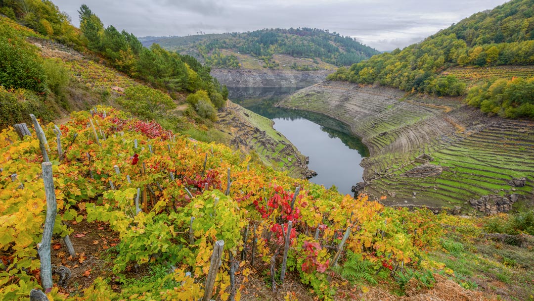 Viñedos Ribeira Sacra, turismo pet frienly en Galicia, alojamientos y experiencia pet friendly en Ribeira Sacra Lugo