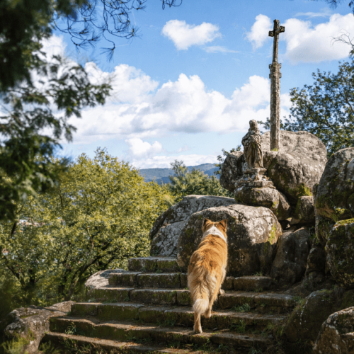 Ruta "O Padrón Xacobeo" con tu perro
