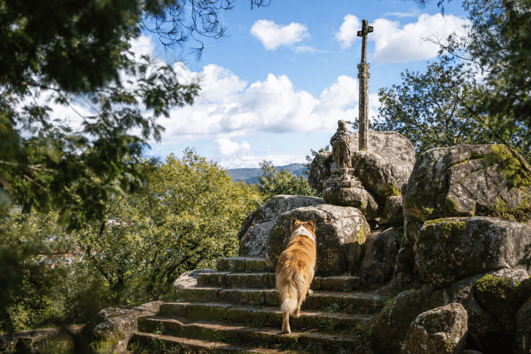 Ruta "O Padrón Xacobeo" con tu perro