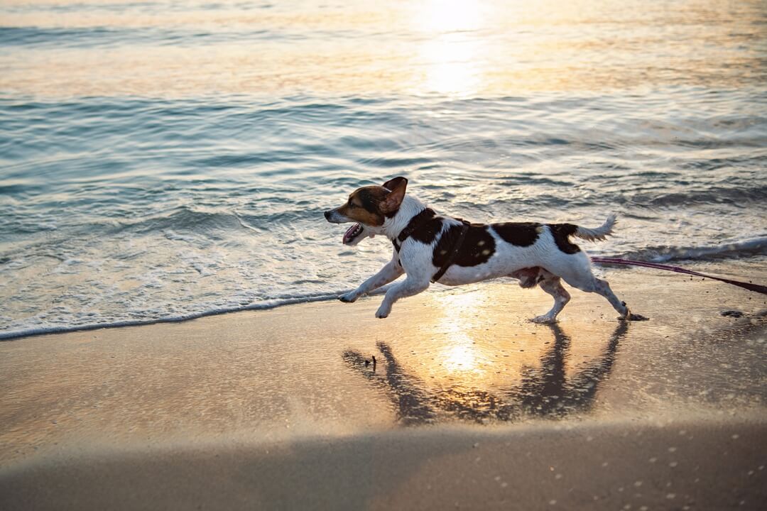 Playas pet friendly en las Rías Baixas en Galicia