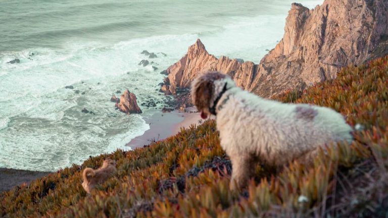 playas pet friendly en A Costa da Morte