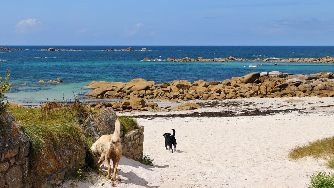 playas para perros en Galicia