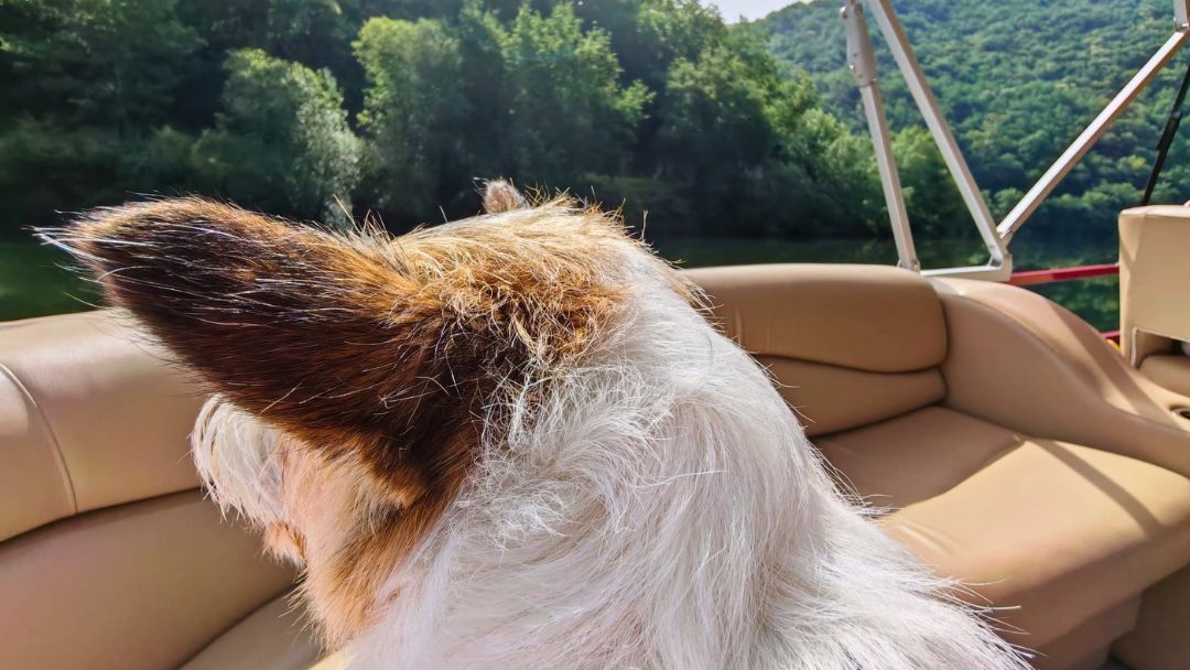 Visita bodega en barco por el rio Miño con tu perro en la Ribeira Sacra