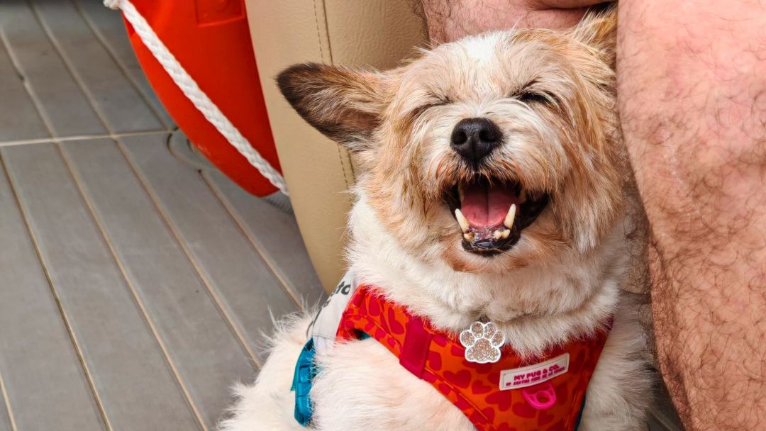 Excursión en barco y visita a bodega con tu perro en la Ribeira Sacra