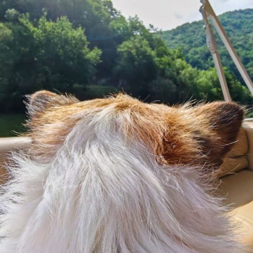 Paseo en barco por el rio Miño y visita a bodega con tu perro en la Ribeira Sacra (Ourense)