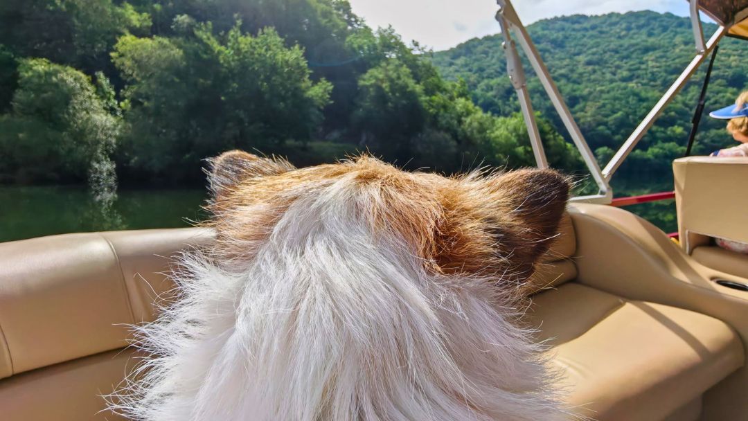 Paseo en barco por el rio Miño y visita a bodega con tu perro en la Ribeira Sacra (Ourense)