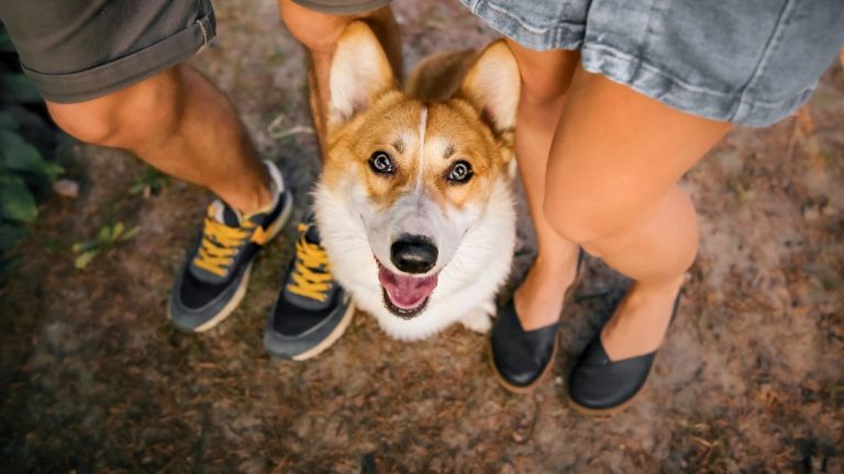 viajar-con-perro-Galicia