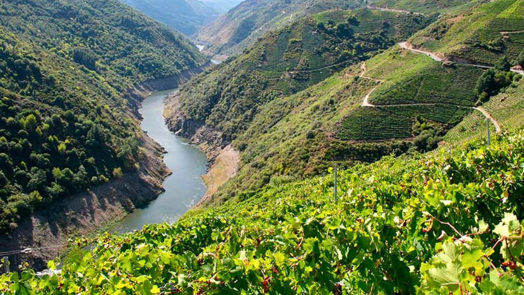 Viñedos Adega Terra Brava en los Cañones del Sil en la Riberia Sacra