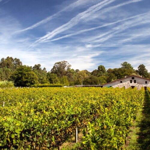 Viñedo de la Bodega Corisca en Tui, en las Rías Baixas (Pontevedra)