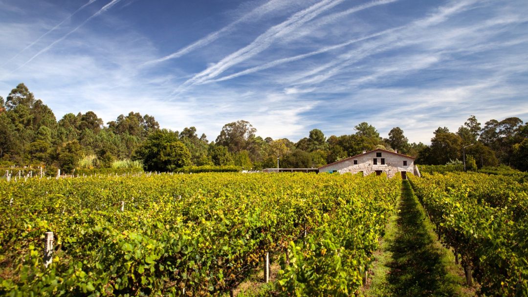 Viñedo de la Bodega Corisca en Tui, en las Rías Baixas (Pontevedra)