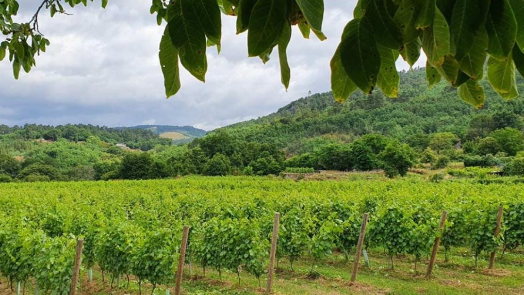 Viñedo y Bodega Cuñas Davia en O Ribeiro Ourense