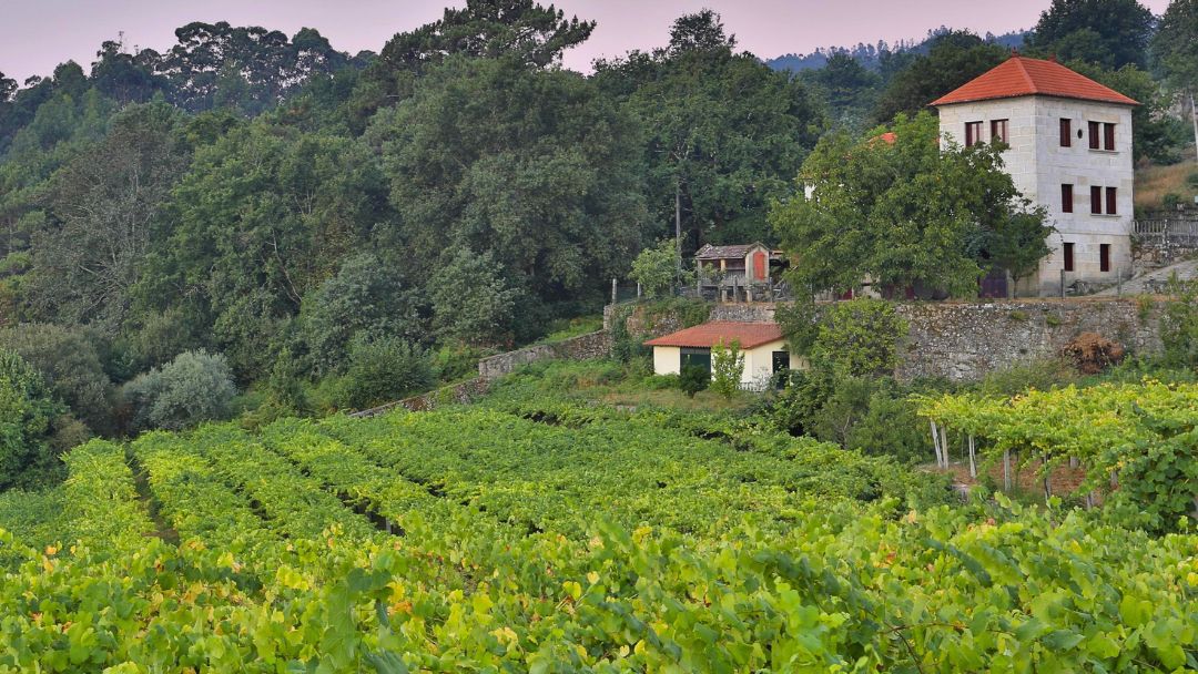 Viñedos de la bodega O Torgo en A Cañiza Galicia