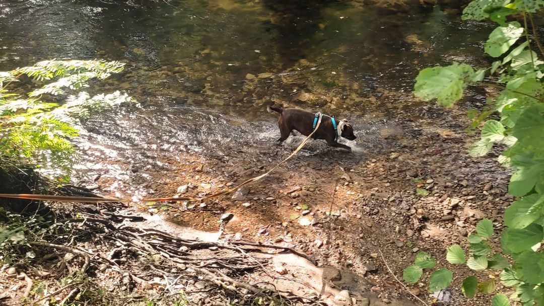 Perro junto al río Deva durante la ruta PR-G 176