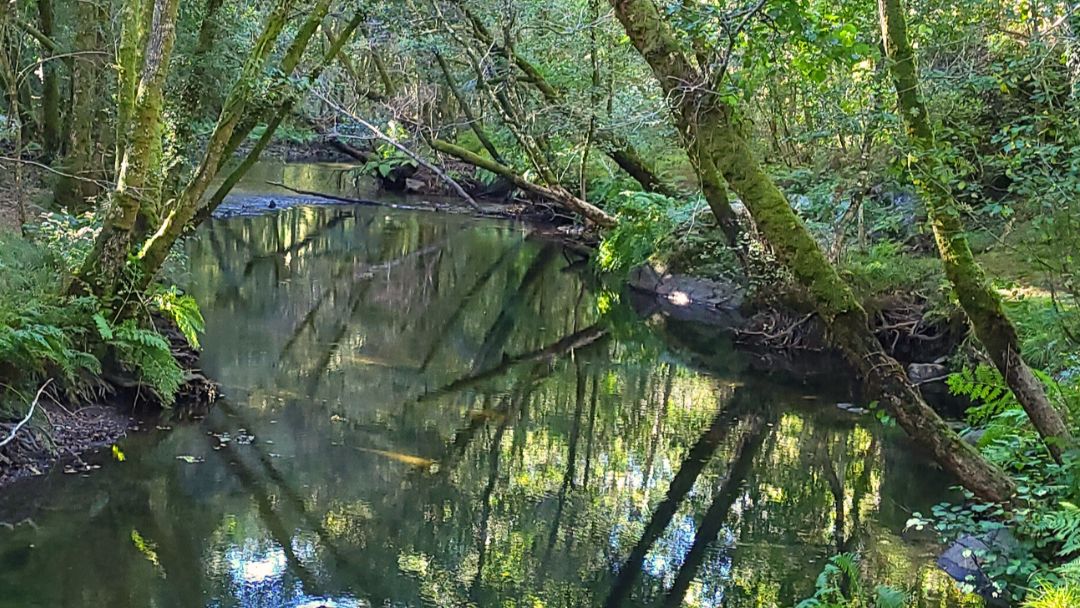 río y bosque en la ruta del río Deva