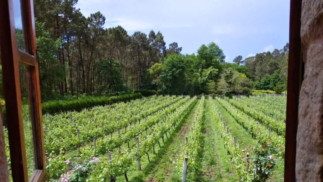 Viñedo de bodega en Tui visto desde el interior